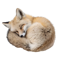 Obraz premium Fluffy Baby Fox – Cozy Sleeping Pose on Transparent Background
