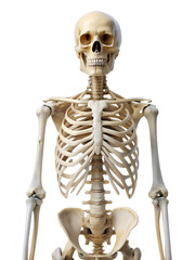 human skeleton isolated