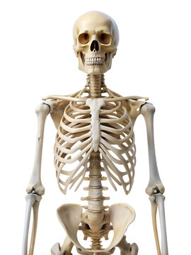 human skeleton isolated