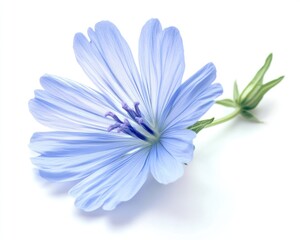Elegant Chicory Blossom with Leaf Isolated on Pure White Background - Macro Photography of Wild Blue Flora