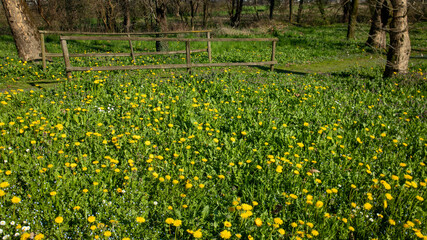 Obraz premium field of yellow flowers