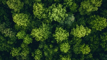 Naklejka premium Aerial view of lush green forest nature landscape photography vibrant foliage tranquil environment bird's eye perspective