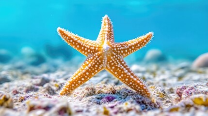 Bright orange starfish on coral seabed