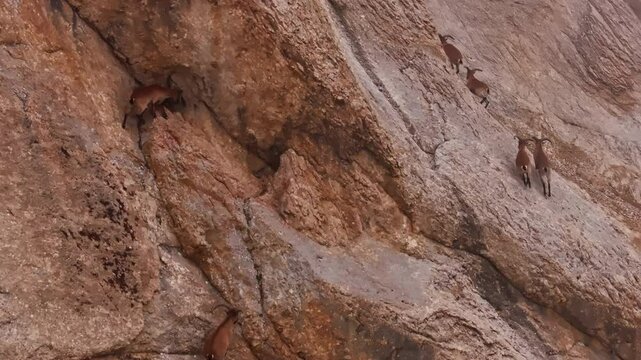 Ibex goats navigating precarious rocky mountain terrain, showcasing exceptional climbing skills and survival instincts in challenging alpine landscape