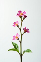 A stem with tiny flowers in bloom against a bright white background, flora, plant, blossoming