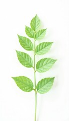 Obraz premium Tiny delicate leaf isolated on white background, foliage, single, flower