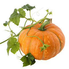 Fresh Pumpkin, Vine, Autumn Harvest