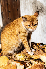 cat licking its lips on a pile of stale bread, Tangier, Morocco, North Africa
