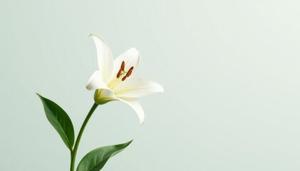 Fototapeta premium white lily branch isolated against a simple background, plant, bloom