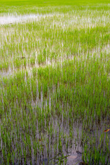 Growing rice fields rural area nature lush environment close-up view agricultural concept