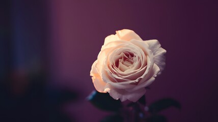 Elegant pale pink rose blooming softly against a dark background during evening light