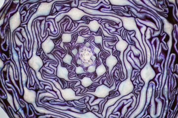 Obraz premium cabbage