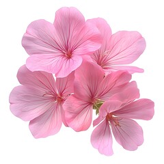Fototapeta premium geranium flower, geranium flowers isolated on white background