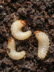 Vine Weevil larvae living in soil