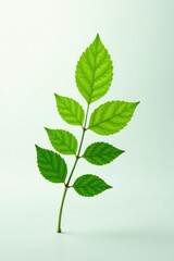 Fototapeta premium A single branch with delicate leaves isolated on white background, nature, green