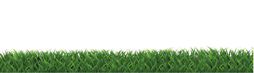 Fototapeta premium green grass isolated on white background