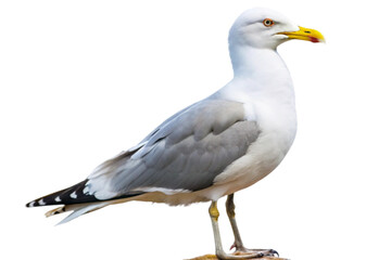 Obraz premium A Stunning Closeup of a Juvenile Glaucouswinged Gull Against a Black Background