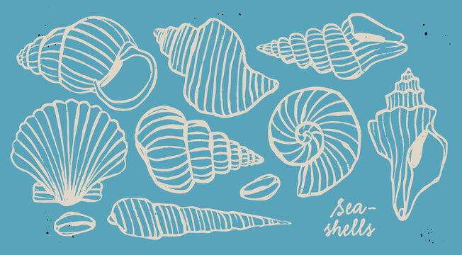 Various Seashells set. Different shapes. Outline modern style. Summer, vacation, ocean, beach concept. Hand drawn trendy Vector illustration. Isolated design elements