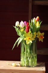 Bouquet of tulips and daffodils in a glass vase on a red background