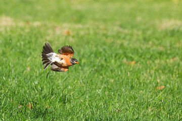 Robin bird banking sharply in flight over green grassy field. 