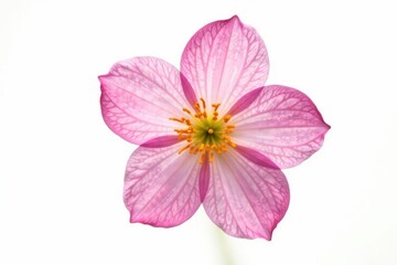 Delicate flower isolated on white background, with soft petals and delicate details, petal, botanical