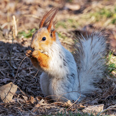 A square photo of a red squirrel molting in early spring, which sits on the ground, eats a nut and looks at the camera. Her left ear is injured.