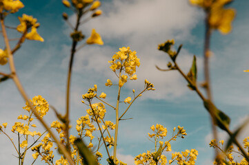 Close up Yellow Rapeseed Flowers in Full Bloom