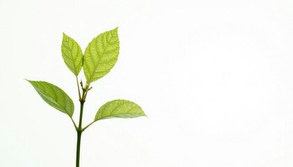 Obraz premium Single, delicate sapling against pure white backdrop, fresh, isolated, spring