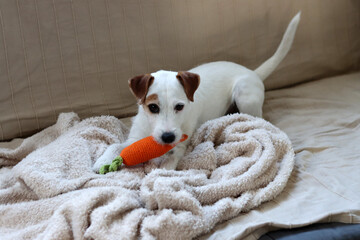 Jack Russell terrier with carrot toy sitting on sofa at home