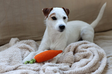 Jack Russell terrier with carrot toy sitting on sofa at home