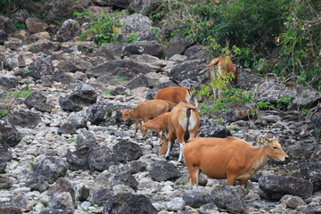 The banteng is a species of wild bovine found in Huai Kha Khaeng Wildlife Sanctuary. Uthai Thani Province, Thailand