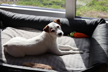 Jack Russell terrier lying on a sofa in the sun