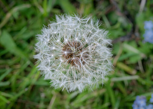 A dandelion seed ball in early spring on grass ground, with delicate white seeds poised to drift on the breeze
