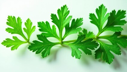 Intricate parsley sprig pattern, fresh green leaves , green, ingredient