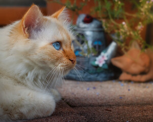 Birman cat lying on the floor with folded paws and with garden decorations in the background