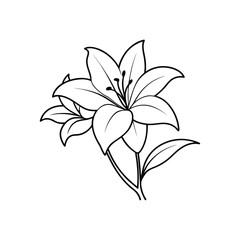 Lily Flowers Vector Black and White Contour Silhouette Design