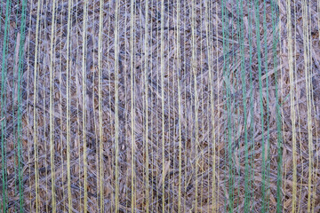 A striped background with yellow and green stripes