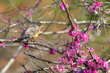 Robin perched in eastern redbud purple blooming tree on a sunny spring day. 