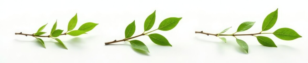 Fototapeta premium Three isolated branches of willow on a white surface, branch, willow branch