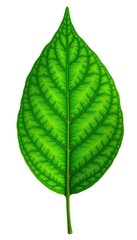 Obraz premium A single leaf with intricate veins isolated on a white background, verdure, botanical