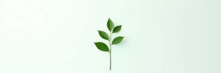 Fototapeta premium Single stem of green plant isolated on white background, simplicity, botanical