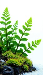 Naklejka premium Foliage of ferns and moss isolated on a snowy white background, leaves, landscape