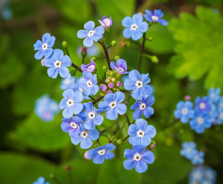 Small blooming branches of Brunnera macrophylla 'Jack Frost' in a macro shot reveal delicate blue flowers, contrasting beautifully with the vibrant green foliage in a spring garden