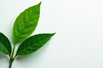 Single leaf resting against a bright white canvas, plant, abstract