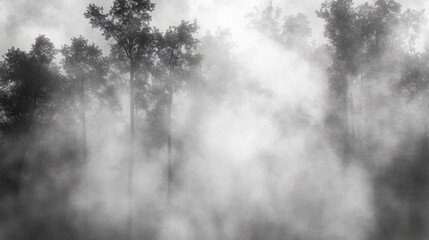 Misty Forest Landscape in Monochrome with Trees Silhouetted Against Foggy Background