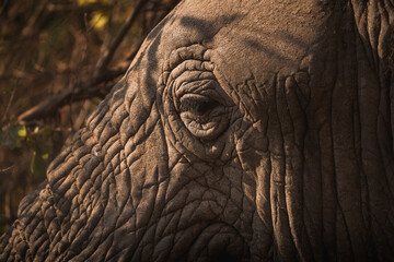 Fototapeta premium Majestic african elephant's wrinkled skin and expressive eye captured during a safari in lake manyara national park, tanzania