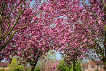 Naklejka premium Clusters of blooming branches from several pink Prunus Kanzan cherry trees fill the frame, near a residential area in spring