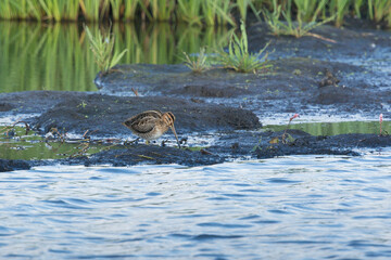 Bekassine auf Futtersuche