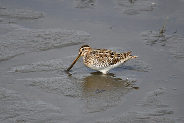 Bekassine auf Futtersuche