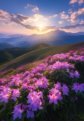 Fototapeta premium Sunrise over mountain rhododendron field
